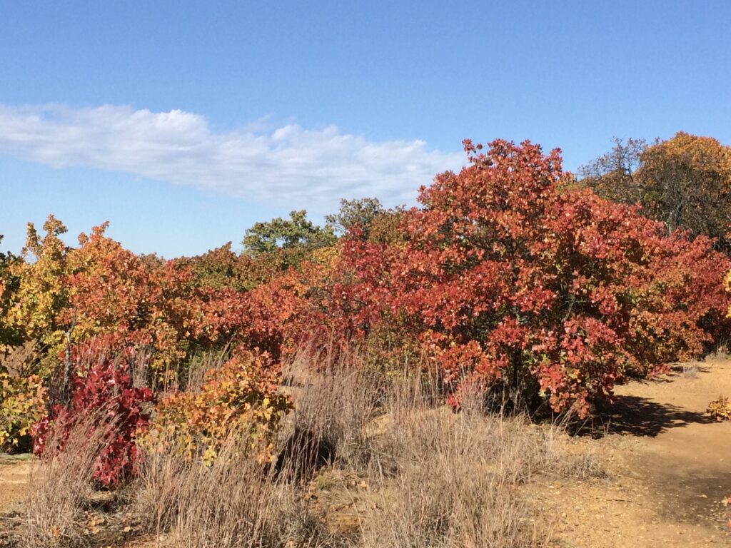 Bluff, November 2014