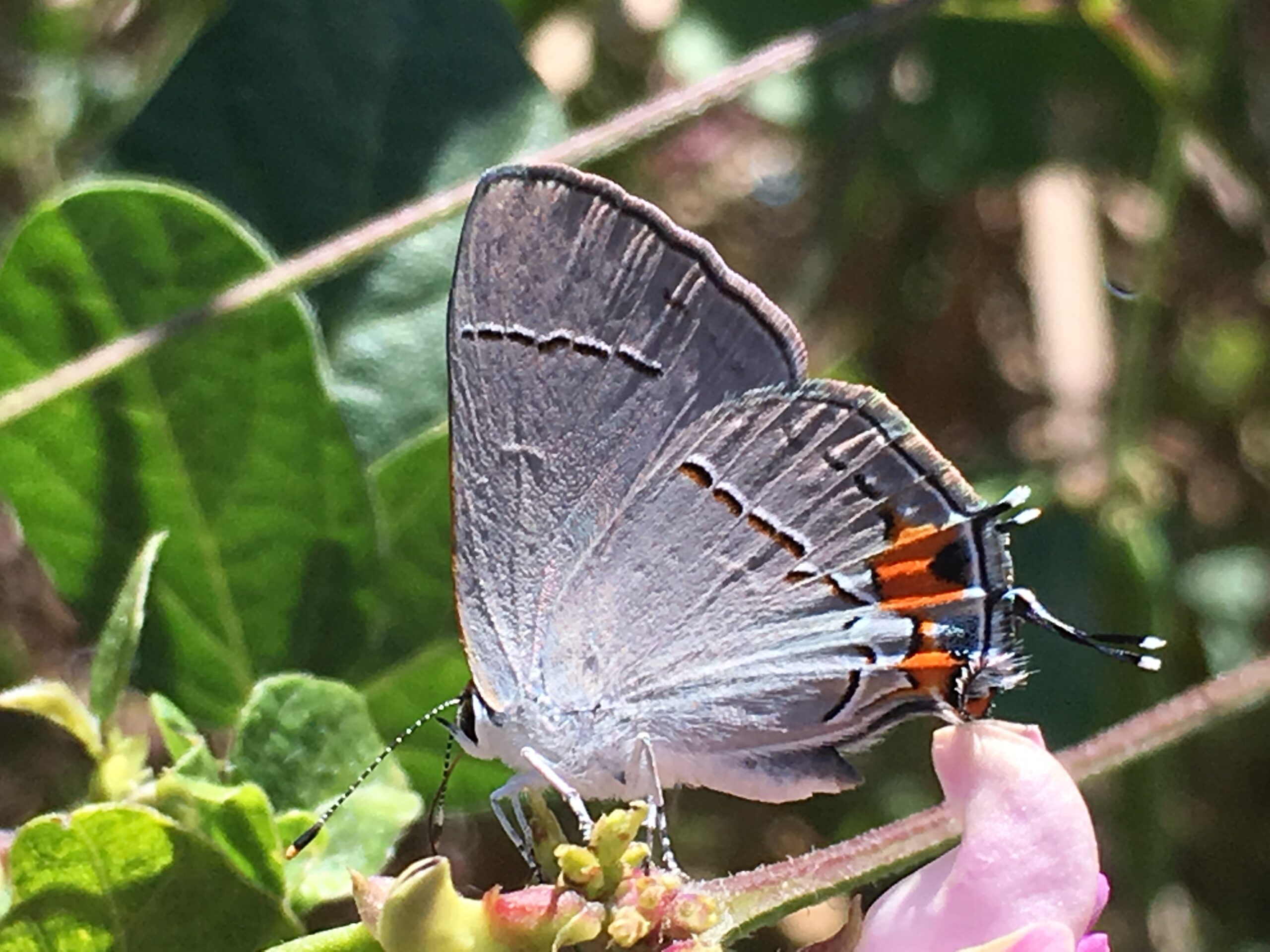 1 October 2016 Gray hairstreak