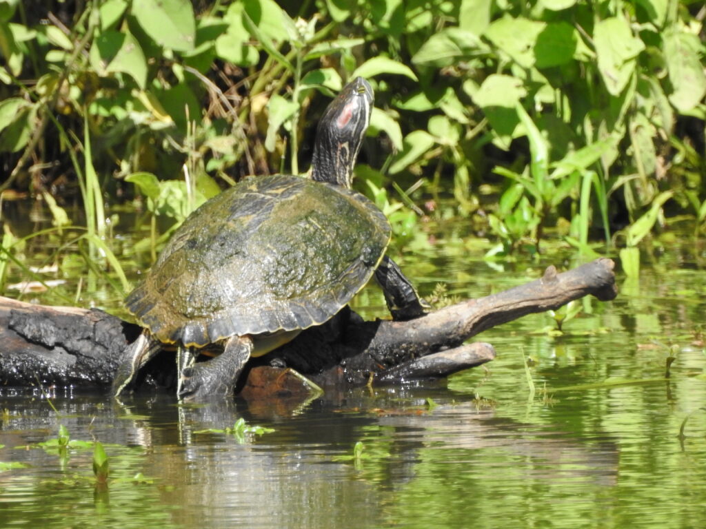 Aug 2022 Red eared slider