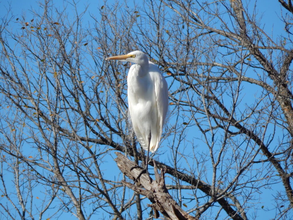 Great egret